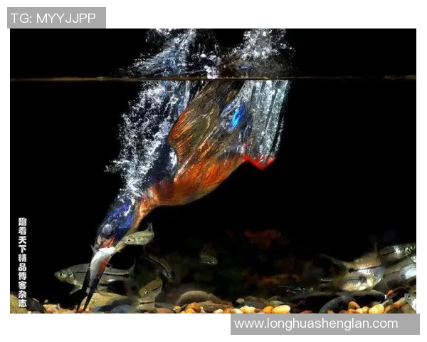 翠鸟东孟加拉与图里对决的精彩瞬间与战术分析